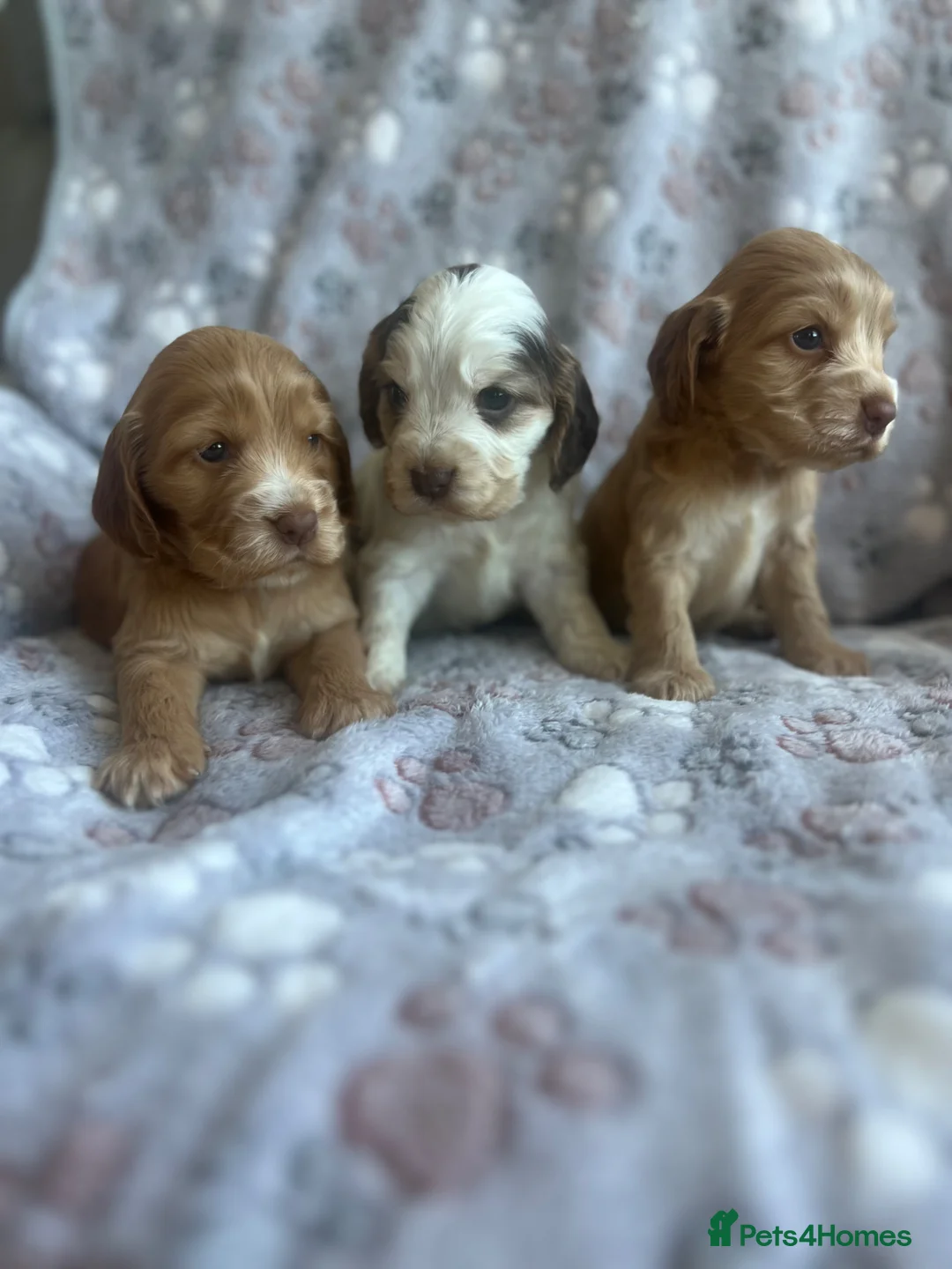 Cocker Spaniel dogs for sale: Fabulous show type KC reg health tested.   - Advert 1