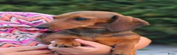 Dachshund dogs for sale: TWO PUPPIES LEFT- KC REG AND MICROCHIPPED in Southport - Advert 3