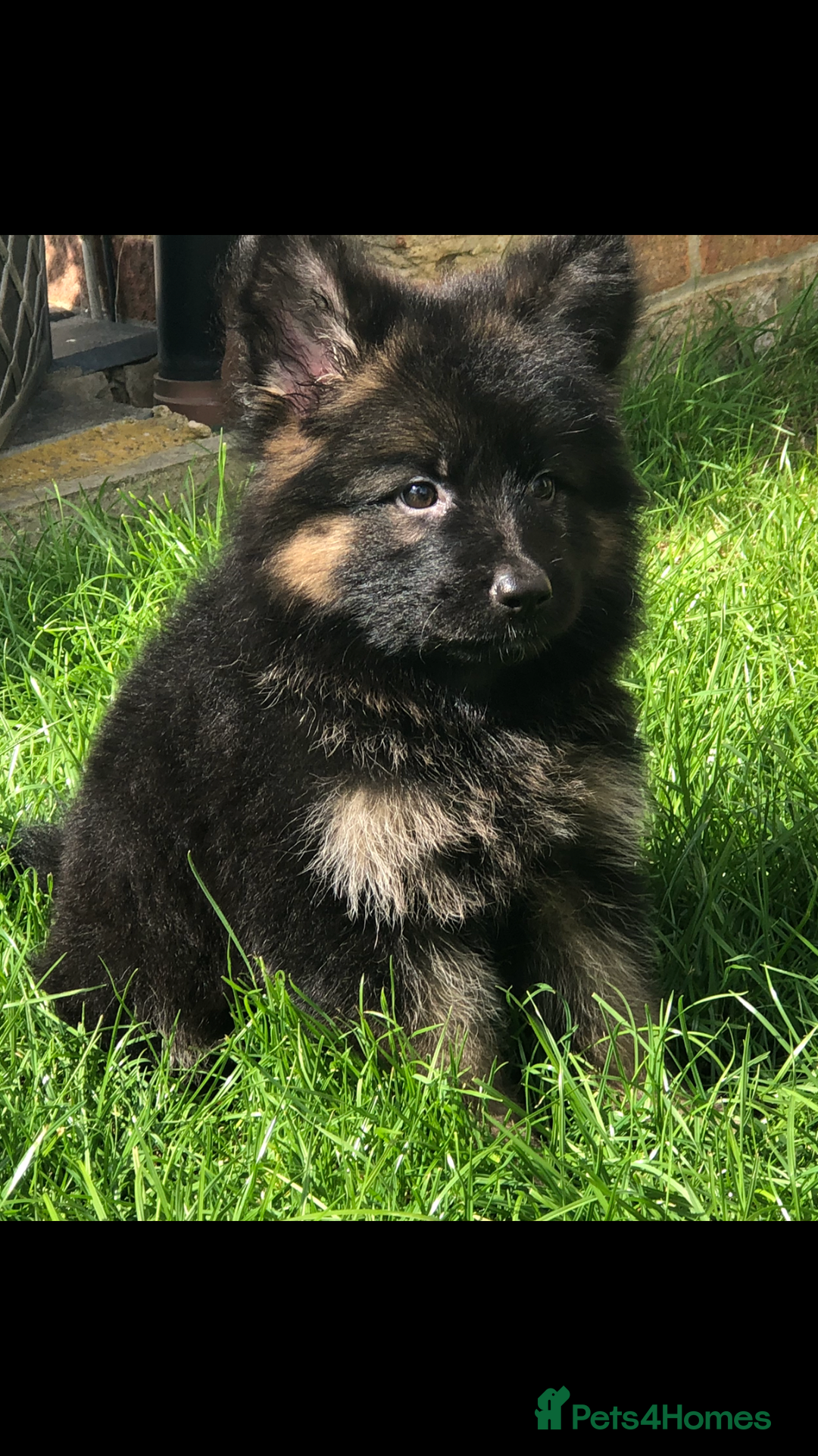 German Shepherd dogs for sale:  kc health tested long haired German shepherd pups - Image 29