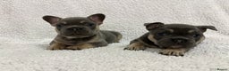 French Bulldog dogs for sale: French bulldog puppies  - Advert 4