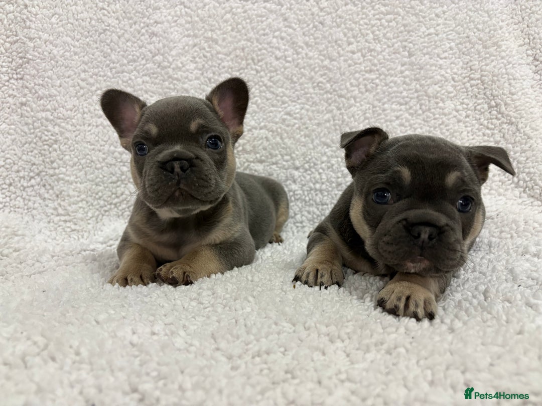 French Bulldog dogs for sale: French bulldog puppies  - Advert 4