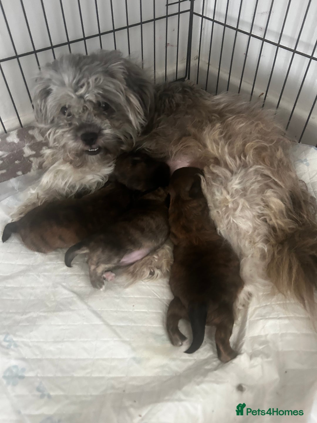 Zuchon dogs for sale: Bichon/Shih tzu puppies  - Image 1
