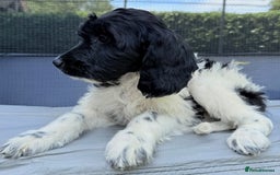 Cockapoo dogs for sale:  cockapoo puppies **READY GO GO** - Image 5