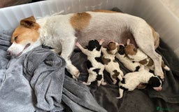 Jackapoo dogs for sale: @@GORGEOUS JACKAPOO PUPPIES@@ - Image 23