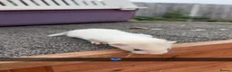 Ferret rodents for sale: Ferret kits - Advert 4