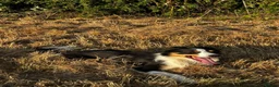 Border Collie dogs for sale: Border Collie Puppies  in Chipping Norton - Advert 4