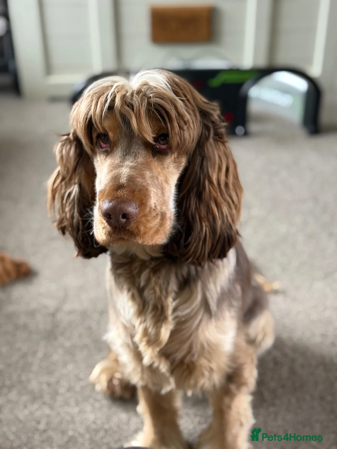 Cocker Spaniel dogs for stud: Cocker Spaniel STUD  - Advert 23