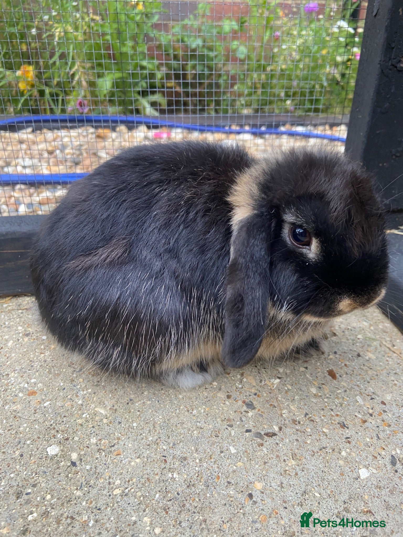Mini Lop rabbits 🤎Black otter mini lop female with cage & cover🤎  - Advert 1