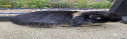 Mini Lop rabbits for sale: 🤎Black otter mini lop female with cage & cover🤎  - Advert 1