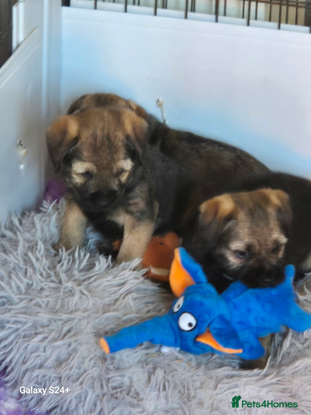 Border Terrier dogs for sale: Border terriers puppys - Image 11