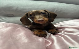 Miniature Dachshund dogs for sale: Miniature Dachshund Chocolate and Tan - Image 1