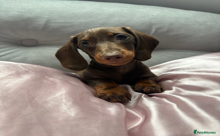 Miniature Dachshund dogs - Advert 1
