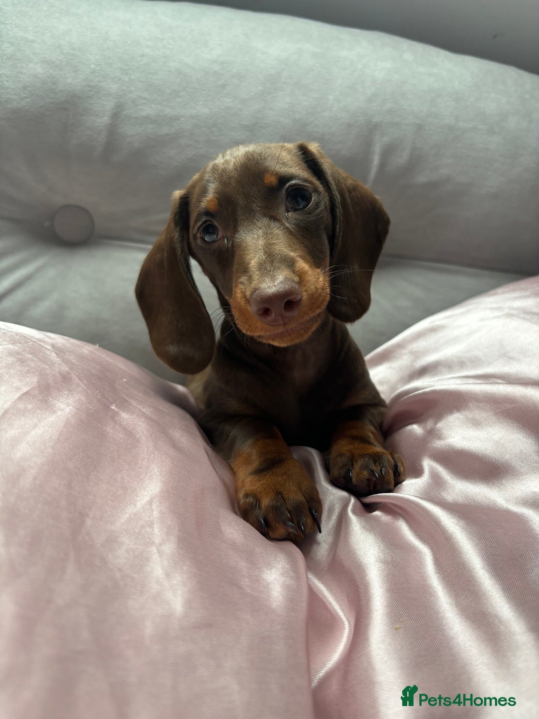 Miniature Dachshund dogs for sale: Miniature Dachshund Chocolate and Tan - Image 1