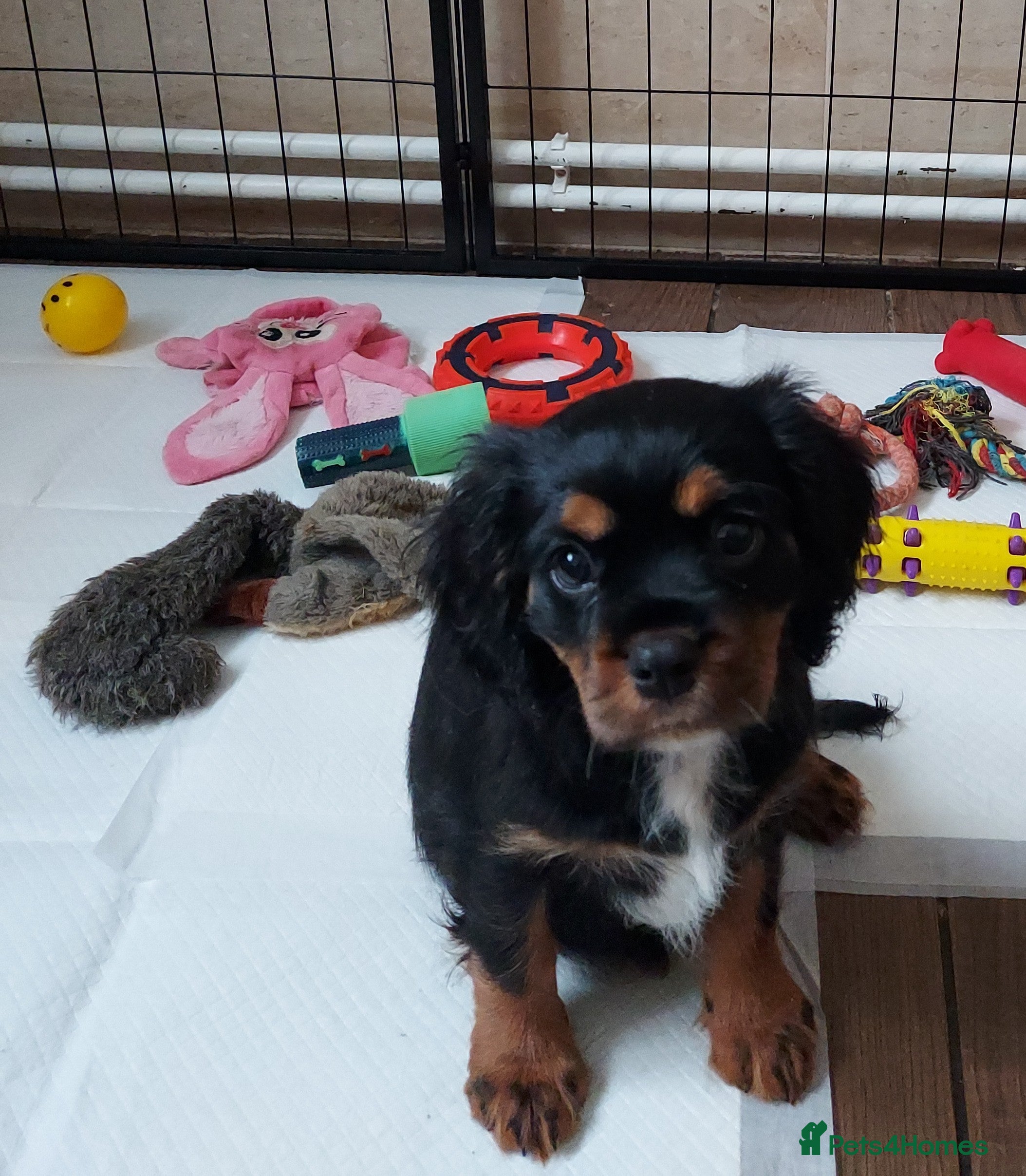 Cavalier King Charles Spaniel dogs LAST 2 BOYS/ CKCS !!! ( DWKC REGISTERED)/DNA - Advert 9
