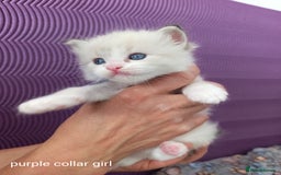 Ragdoll cats for sale: Adorable Ragdoll kittens - Image 9