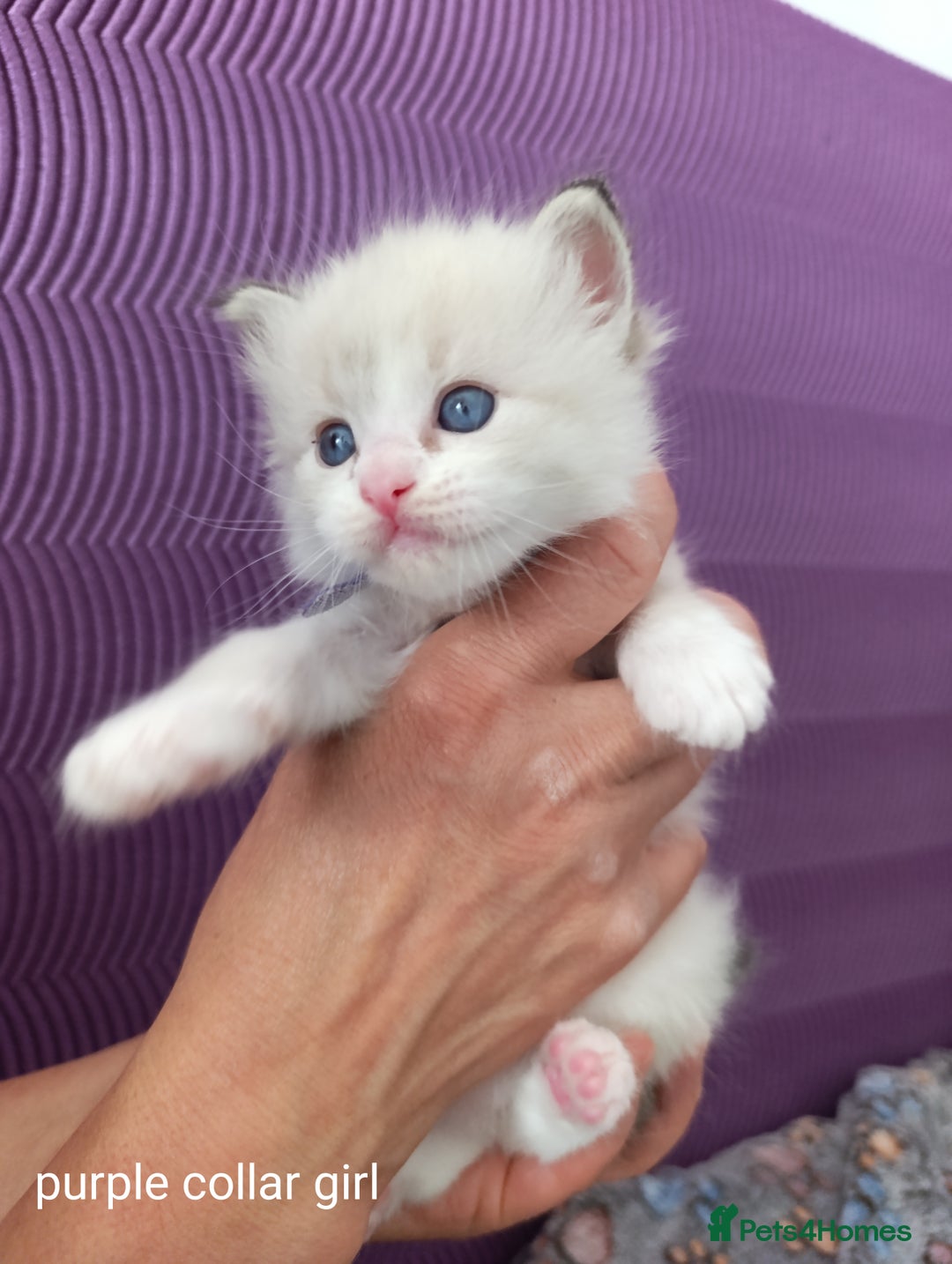 Ragdoll cats for sale: Adorable Ragdoll kittens - Image 9
