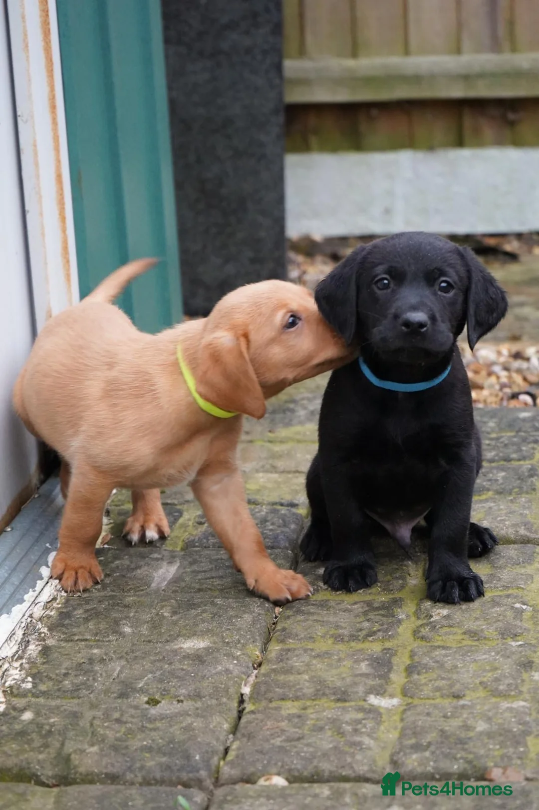 Labrador Retriever dogs for sale: Gorgeous kc registered Labrador puppies - Advert 1