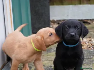 Labrador Retriever dogs Gorgeous kc registered Labrador puppies - Advert 3