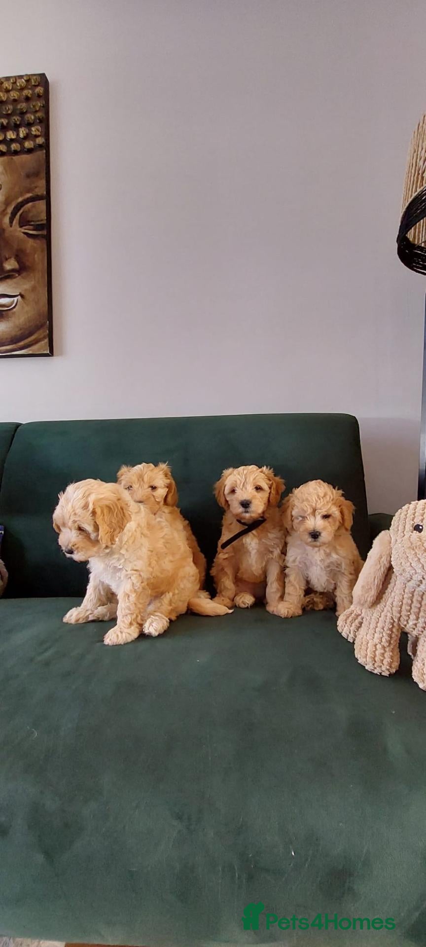 Mixed Breed dogs READY TO LEAVE IN TWO WEEKS!! - Advert 2