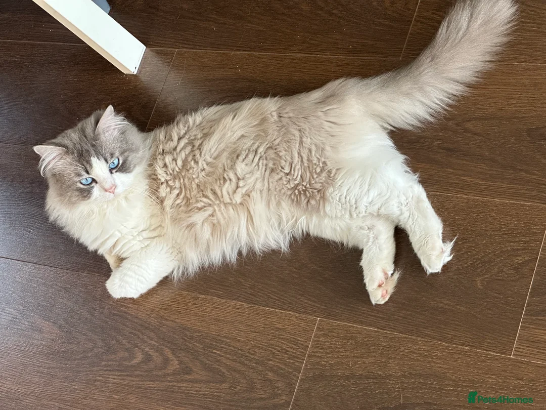 Ragdoll cats for stud: Bicolour Ragdoll Male for Stud in Mansfield - Advert 2