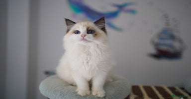 Ragdoll cats TICA register seal bicolor boy - Advert 6