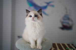 Ragdoll cats TICA register seal bicolor boy - Advert 13