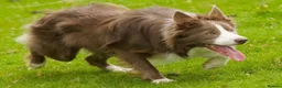 Border Collie dogs for sale: 7 Gorgeous Grey Merle Puppies  in Flint - Advert 7