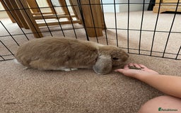 Mini Lop rabbits for sale: Mini Lop - Image 3