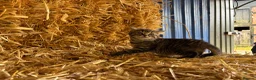 Mixed Breed cats for sale: Gorgeous little litter of friendly kittens - Advert 10