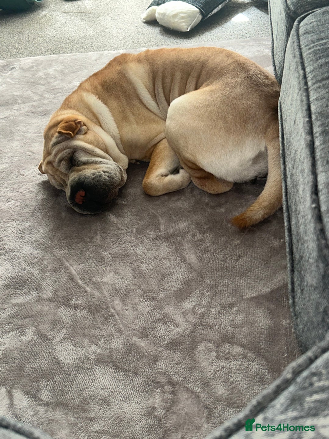 Shar Pei dogs for sale: Shar pei  - Image 1