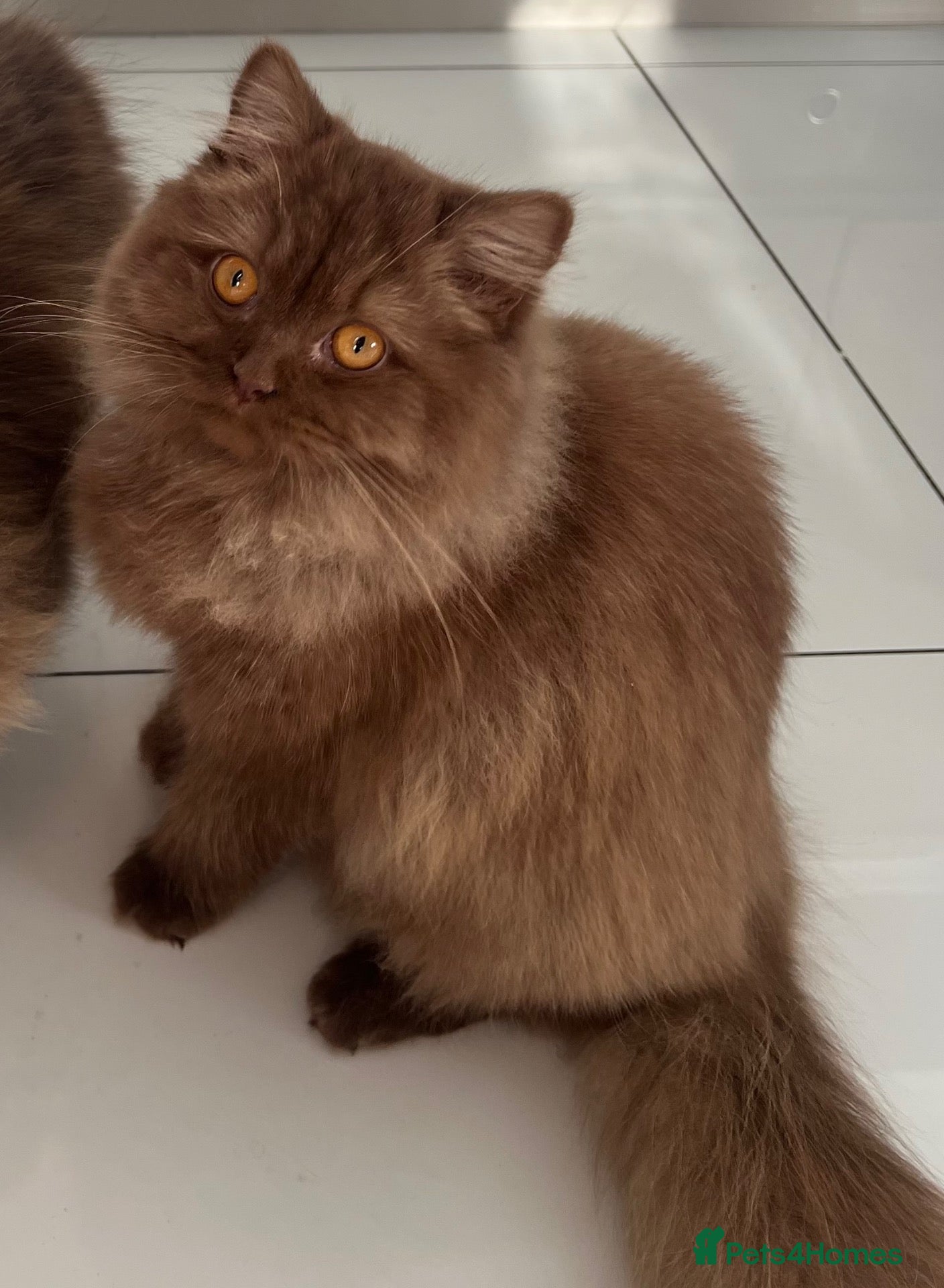 British Longhair cats Cinnamon British long hair girl 🤎🩷 - Advert 2