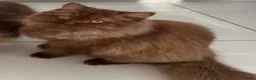 British Longhair cats for sale: Cinnamon British long hair girl 🧡🩷 - Advert 1