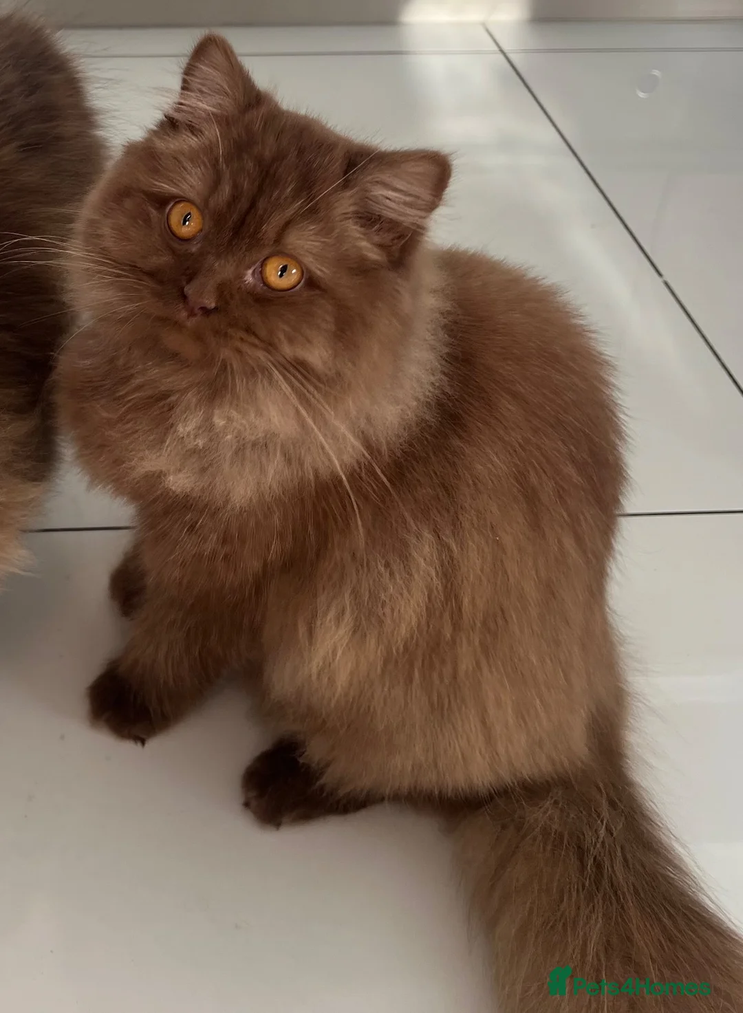British Longhair cats for sale: Cinnamon British long hair girl 🧡🩷 - Advert 1