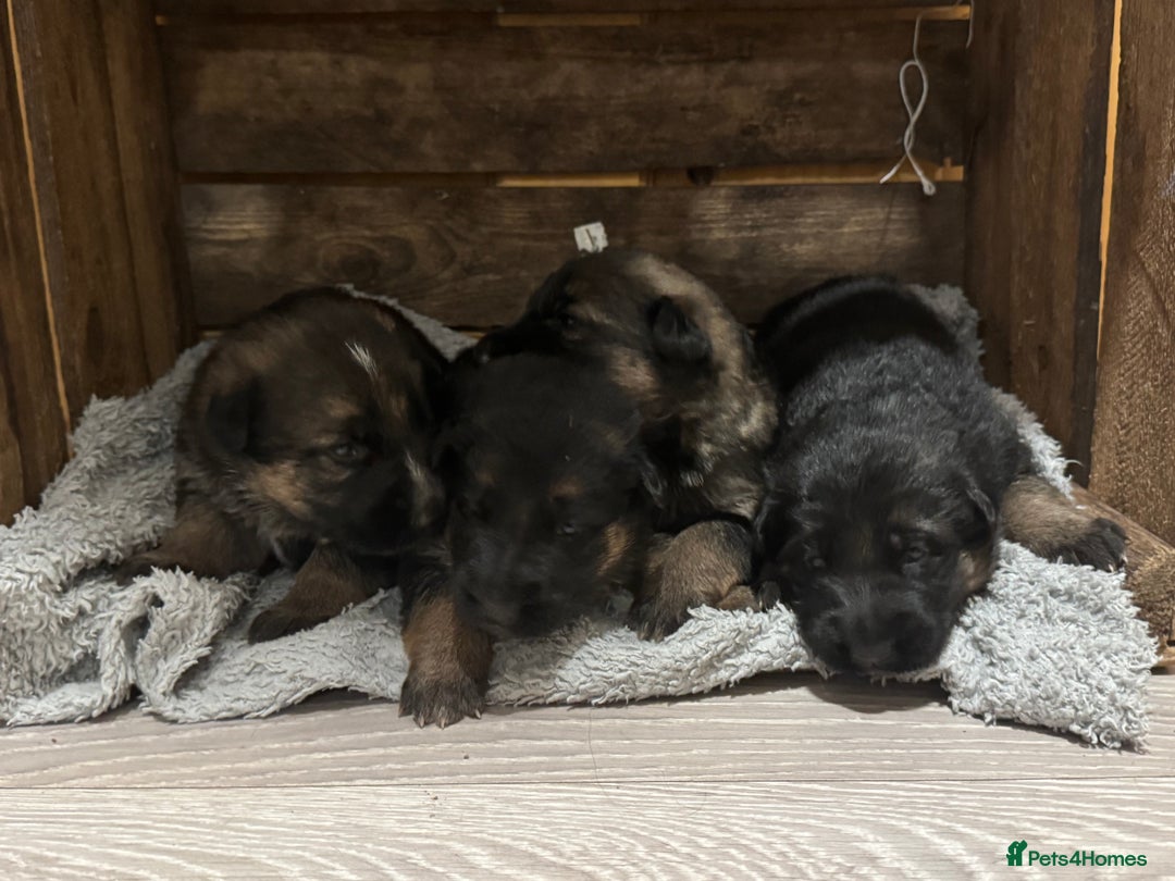 German Shepherd dogs for sale: German shepherd puppies  - Advert 12