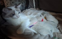 Ragdoll cats for sale: GCCF Gorgeous Pure Pedigree Ragdoll Kittens - Image 2