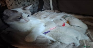 Ragdoll cats - Advert 1