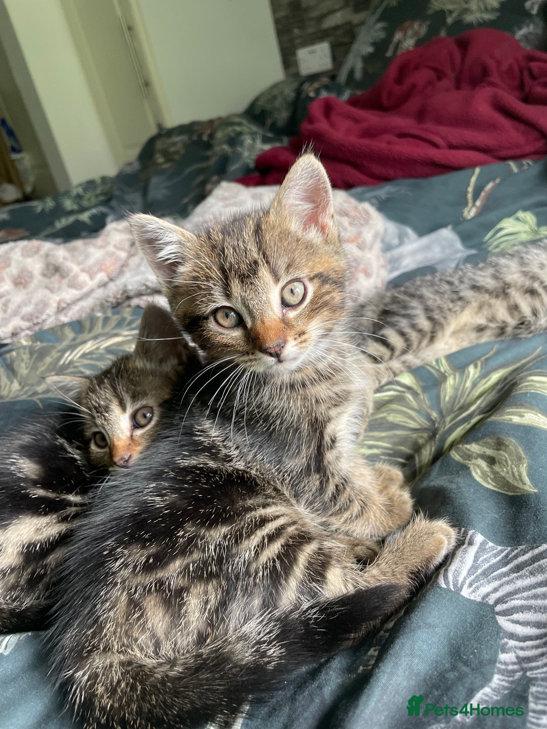 Mixed Breed cats for sale: 3 lovely natured, characterful tabby’s  - Image 6