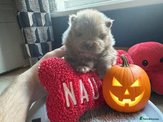 Pomeranian dogs - Advert 1