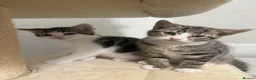 Domestic Shorthair cats for sale: 2 boys  in Gateshead - Advert 6