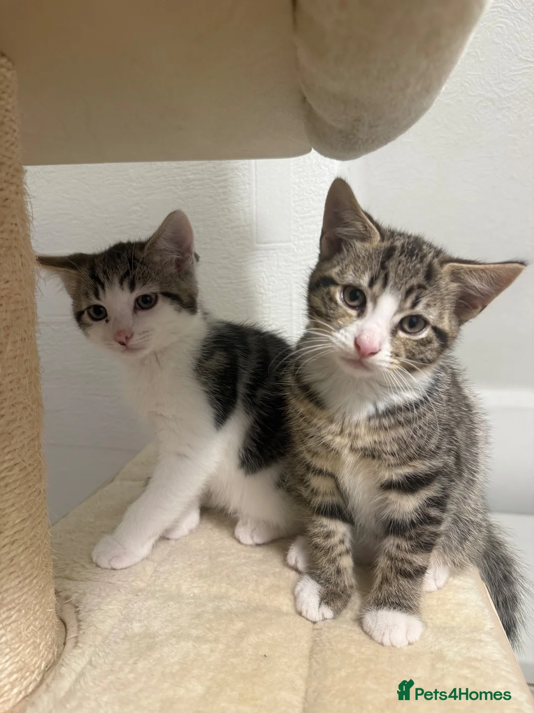 Domestic Shorthair cats for sale: 2 boys  in Gateshead - Advert 6