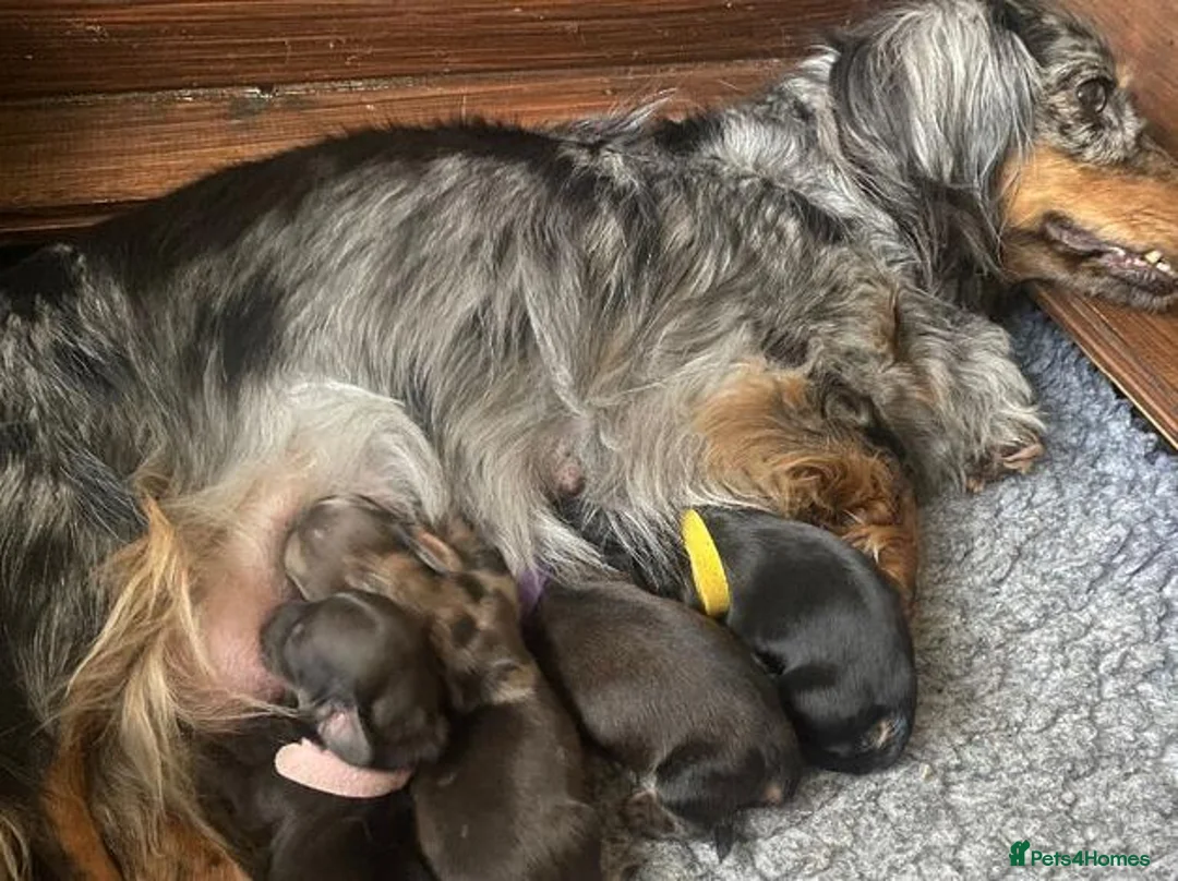 Miniature Dachshund dogs for sale: Stunning Long-haired Miniature Dachshund Puppies - Advert 2