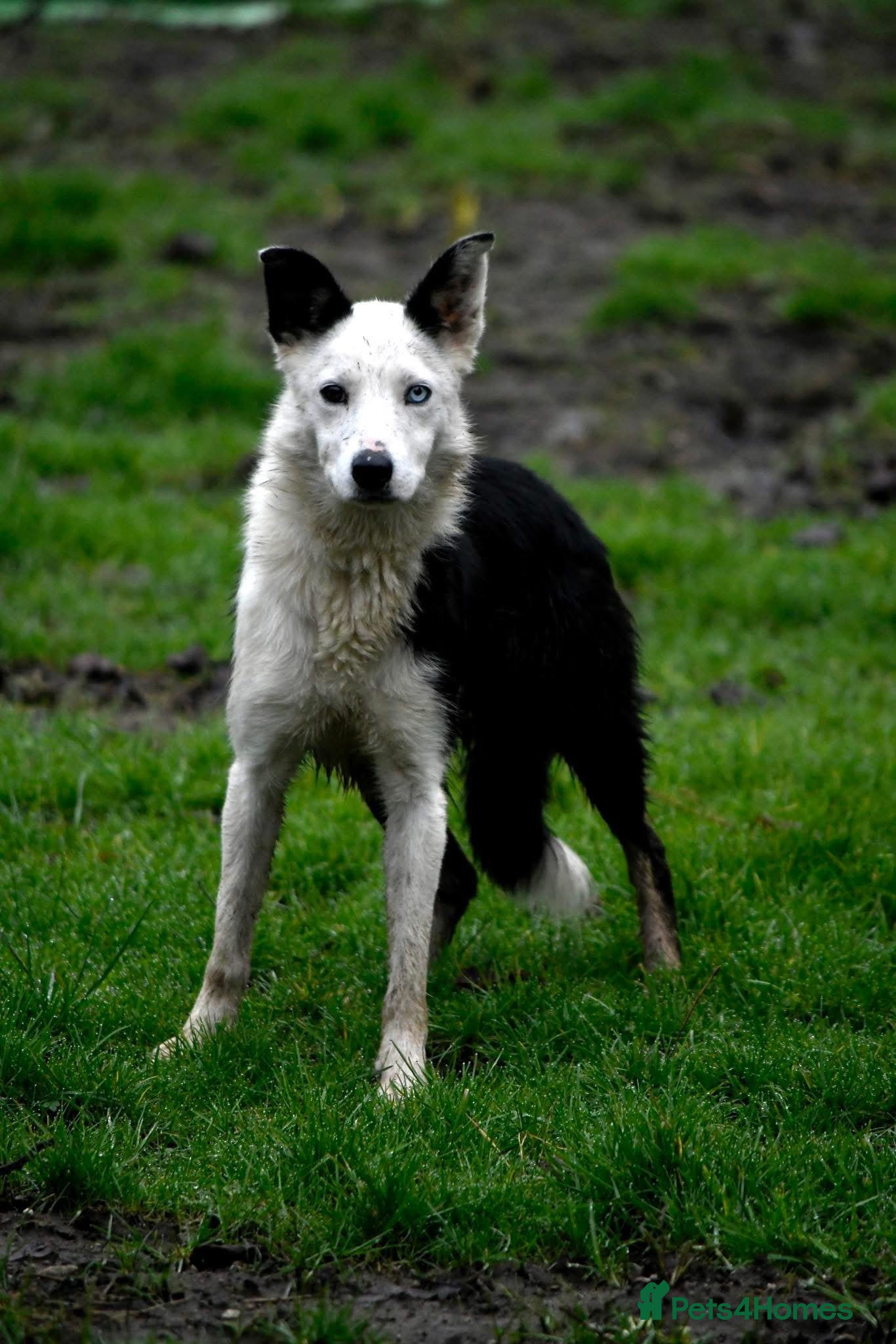 Border Collie dogs Male Border Collie  - Advert 6