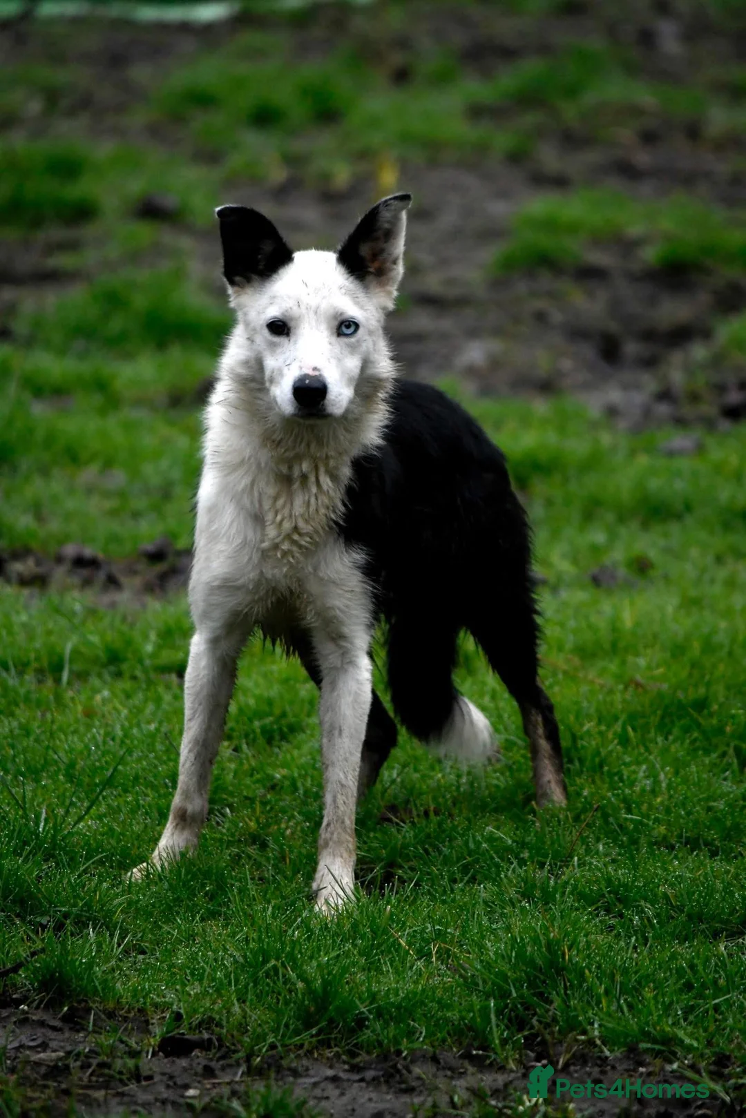 Border Collie dogs for sale: Male Border Collie  - Advert 1