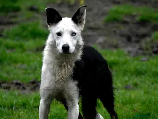 Border Collie dogs Male Border Collie - Advert 6