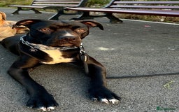 Mixed Breed dogs for sale: URGENT SELL - Mixed Cane Corso & Staffordshire  - Image 2