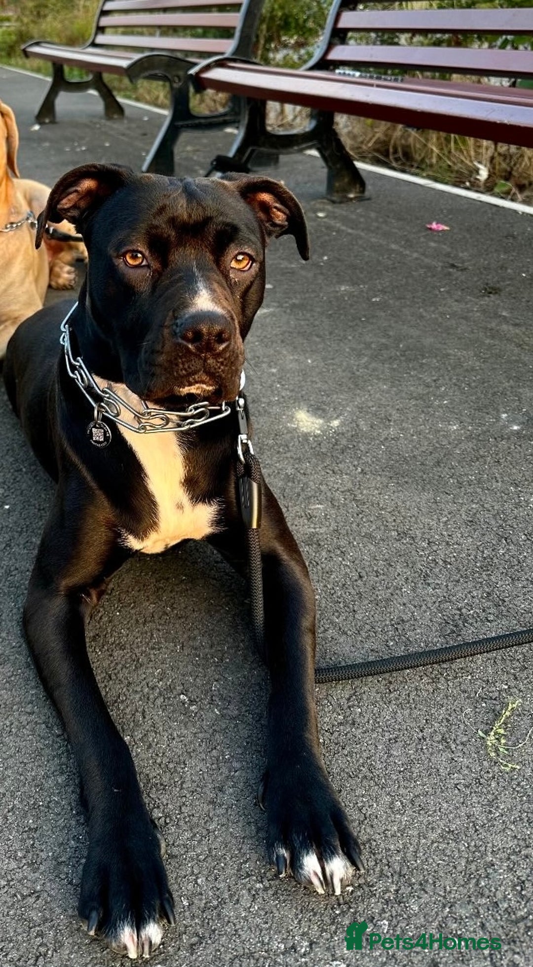 Mixed Breed dogs for sale: URGENT SELL - Mixed Cane Corso & Staffordshire  - Image 2