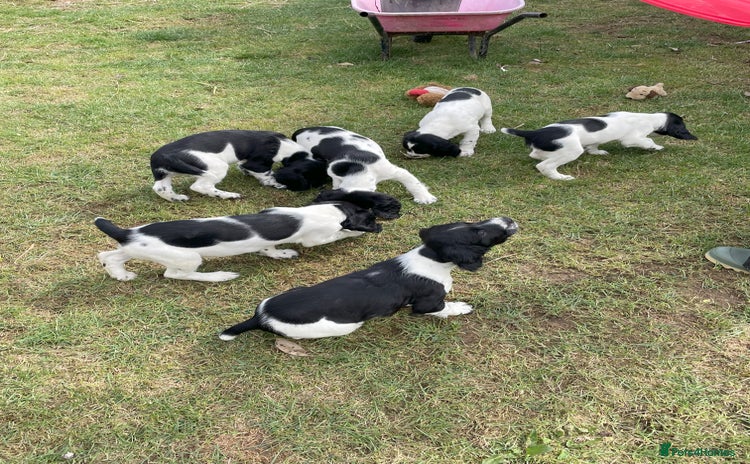 English Springer Spaniel dogs - Advert 10