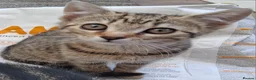 British Shorthair cats for sale: Two Tuxedo Males & 2 tabby females  - Advert 9