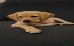 Labrador Retriever dogs for sale: Labrador puppy with papers  - Image 14