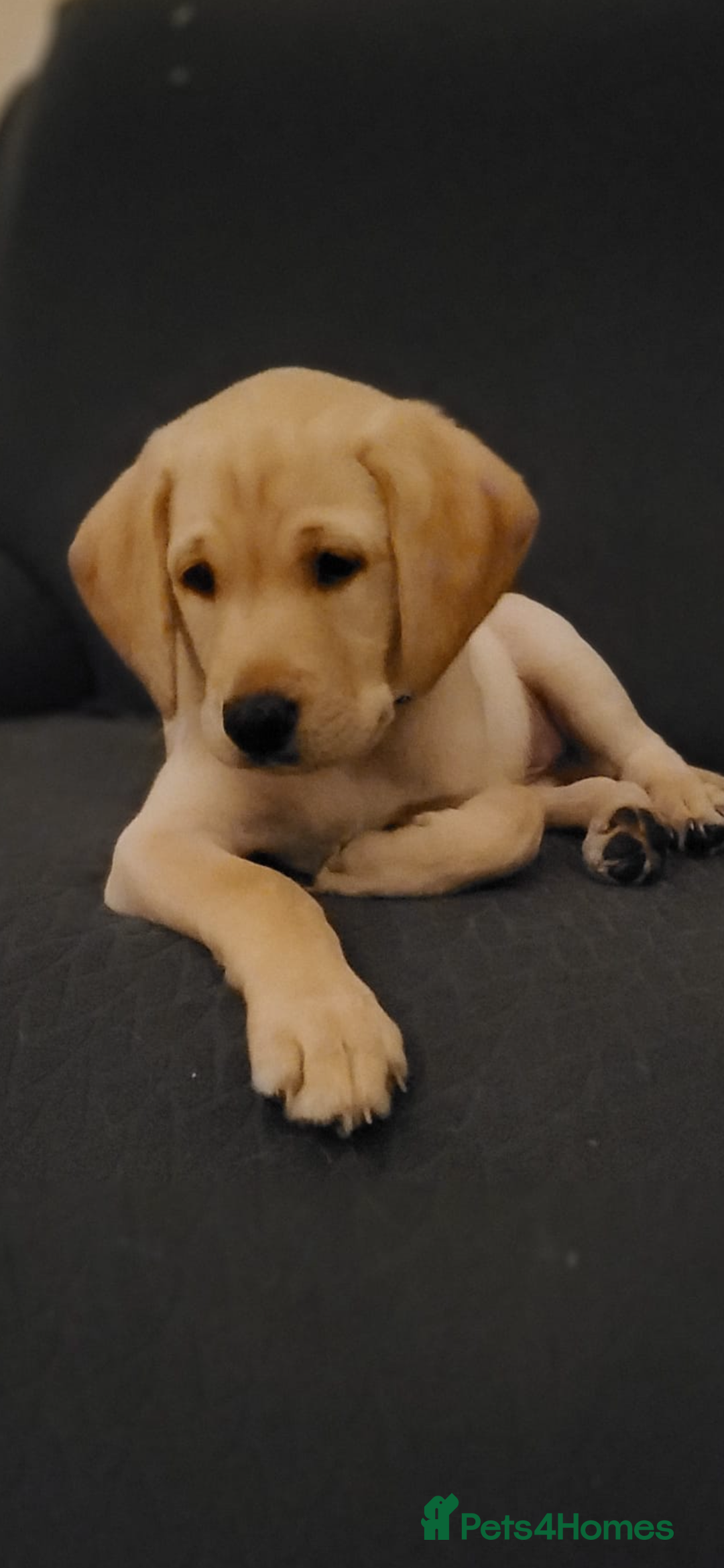 Labrador Retriever dogs for sale: Labrador puppy with papers  - Image 14